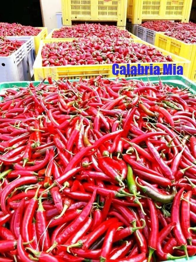 B&B Calabria Mare 法勒纳 外观 照片